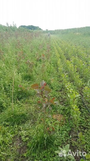 Вяз клён дуб ива тополь