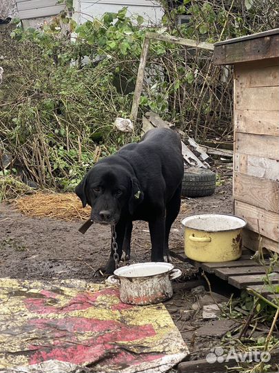 Отдам лабрадора