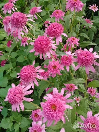 Продажа растений