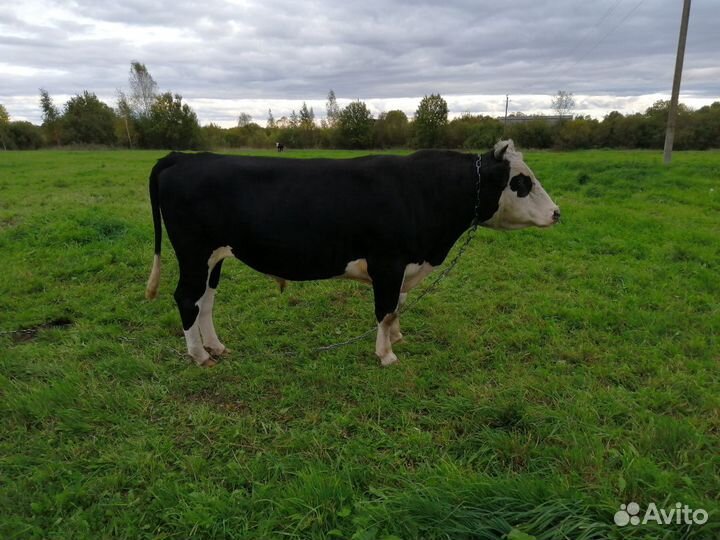 Быки в племя