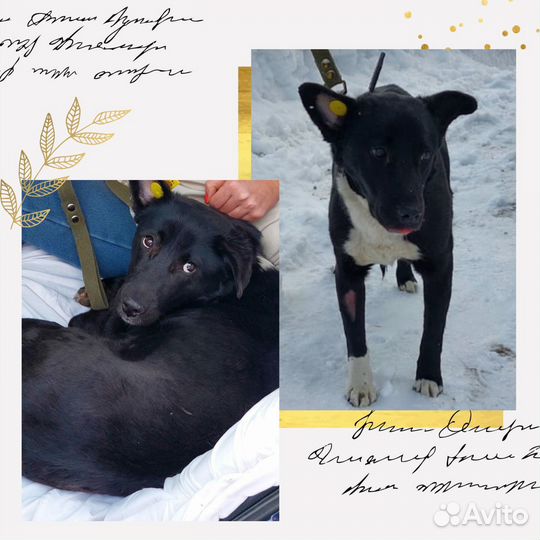 Шикарная собачка в добрые руки