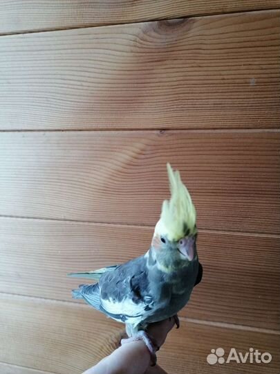 Попугай карелла птенцы