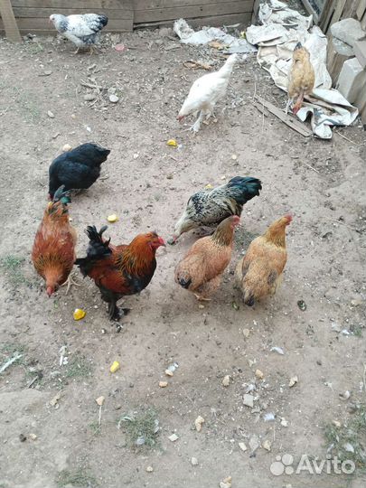 Молодые петушки