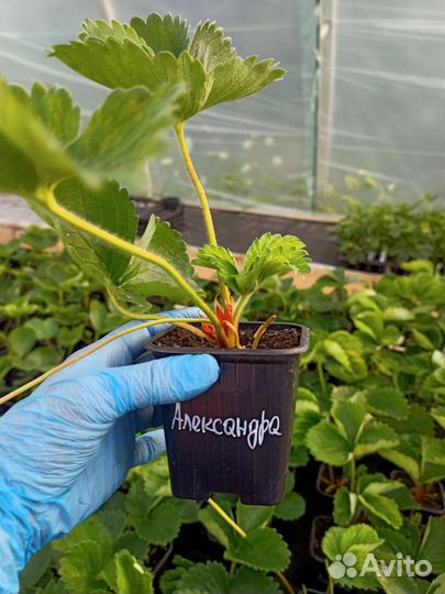 Рассада клубники