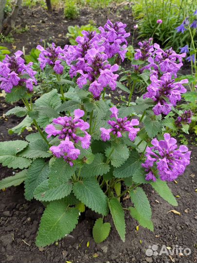 Чистец крупноцветковый