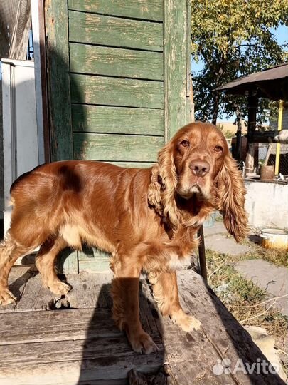 Кокер спаниель