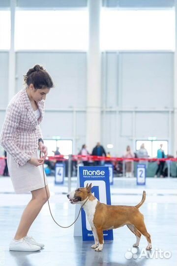 Хендлер для собаки. Дрессировка