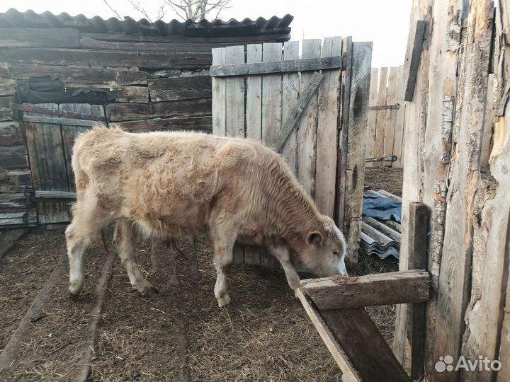 Корова, телка, бык