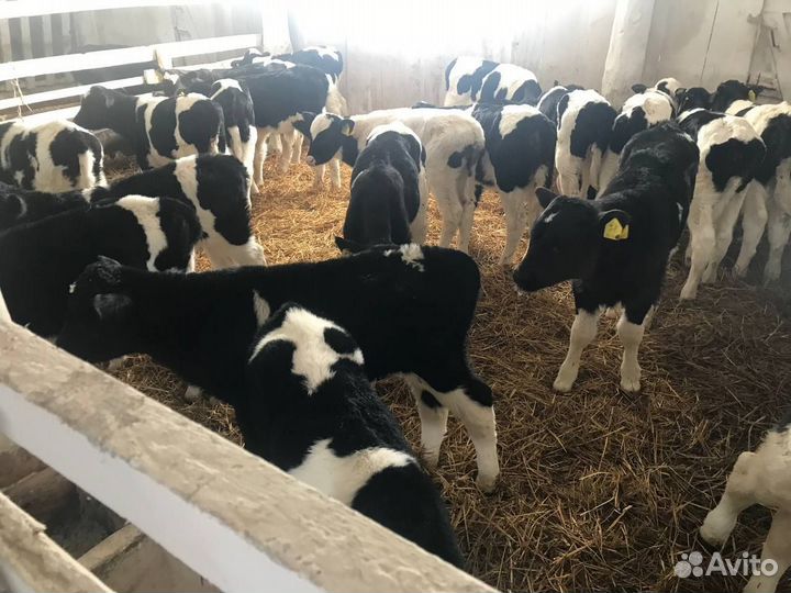 Бычки 1, 2, 3-месячные