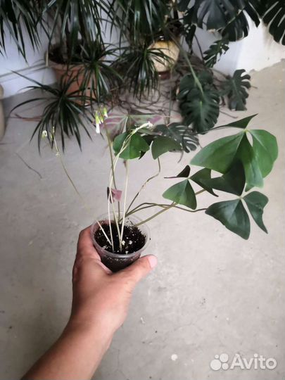 Оксалис (Oxalis) или кислица зелёная