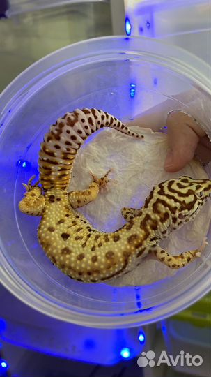 Геккон эублефар