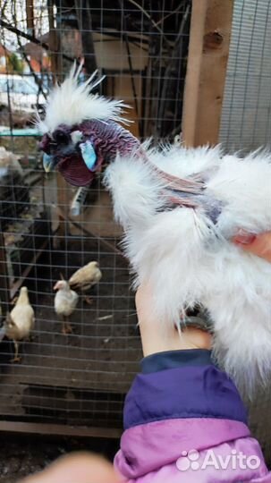 Китайский шелковый петушок