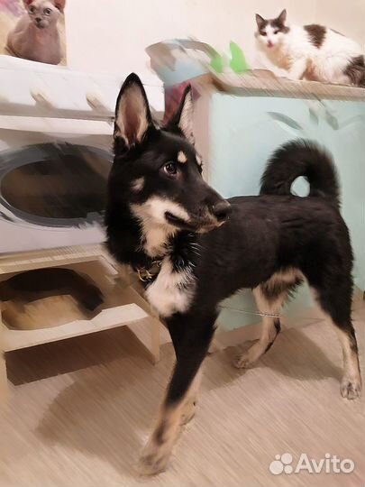 Щенок ищет дом