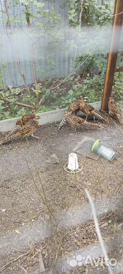 Королевский фазан