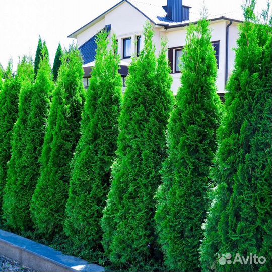 Туя западная Смарагд