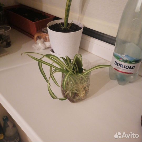 Диффенбахия,замиокулькас,орхидея,фикус,помидоры