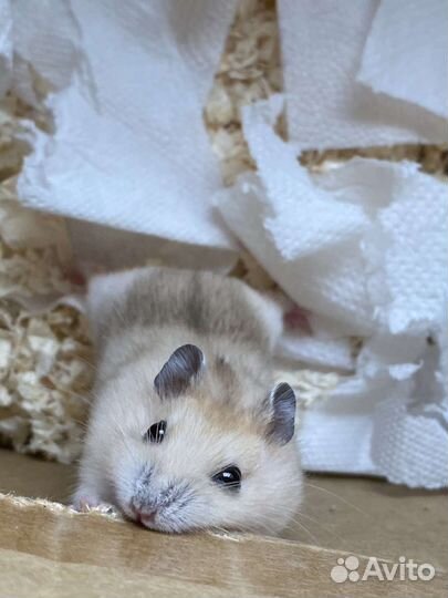 Джунгарский хомяк