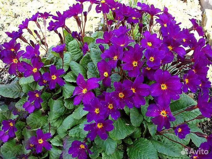 Садовые растения