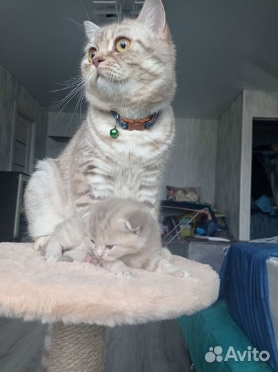 Шотландские котята