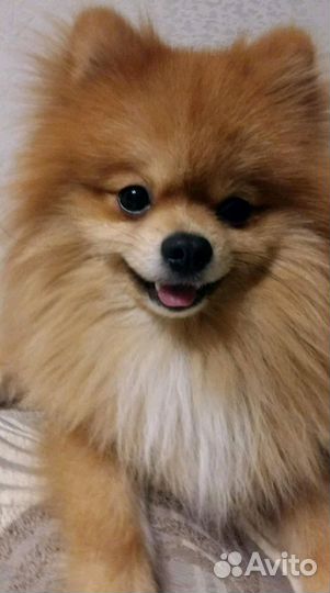 Вязка. Немецкий шпиц