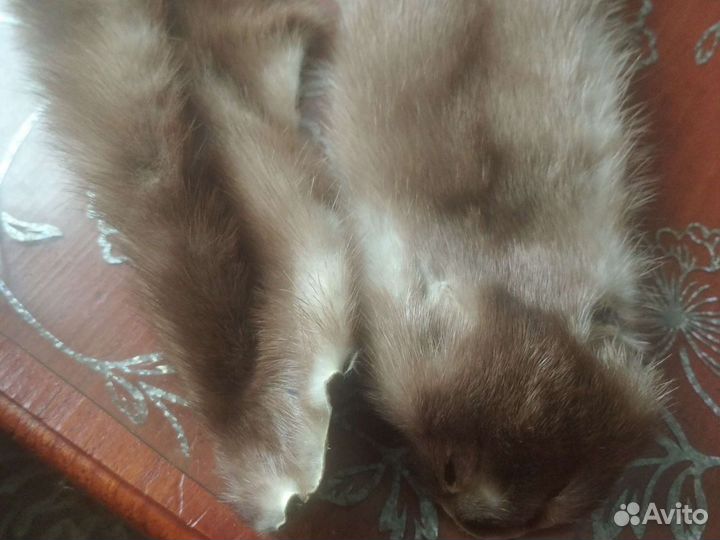 Шкурка животного норка