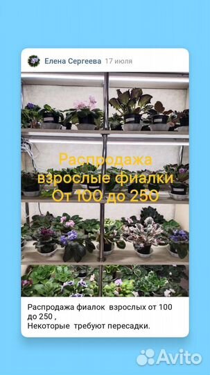 Сортовые фиалки