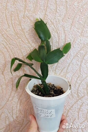 Декабрист, алоэ пестролистное