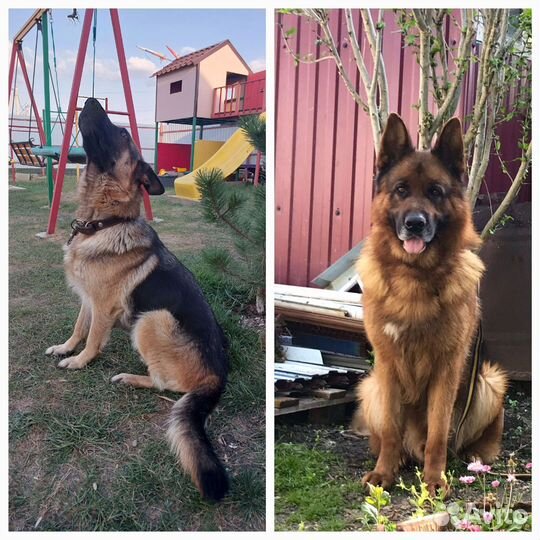 Щенки немецкой овчарки