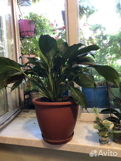 Спатифиллум в горшке 15 л