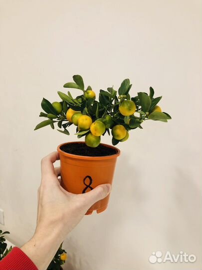 Мандариновое дерево