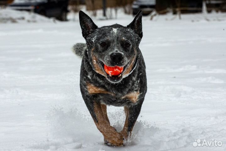 Австралийская пастушья собака Кобель для вязки