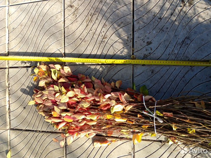 Кизильник блестящий сеянцы