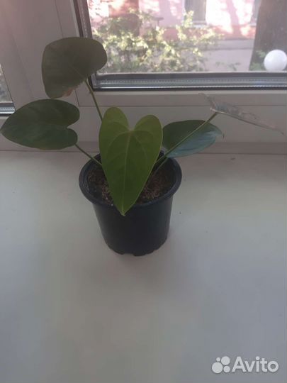 Антуриум(мужское счастье) зацветает