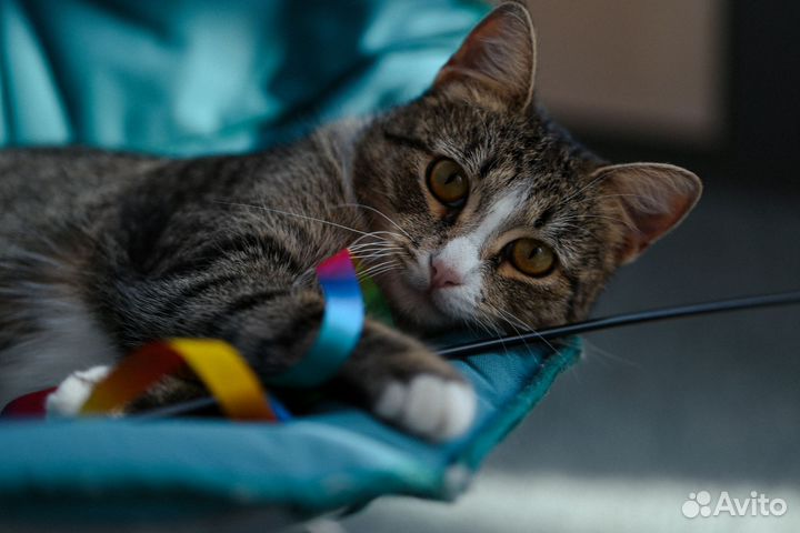 Кошка Саша ждёт своих людей