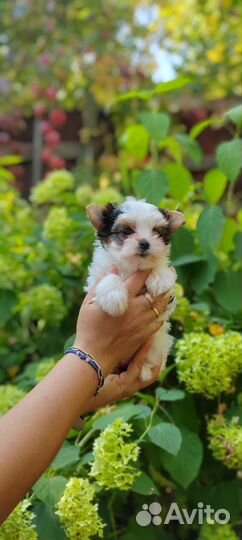 Бивер Мини Девочка