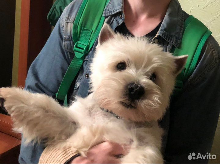 Вест хайленд уайт терьер вязка