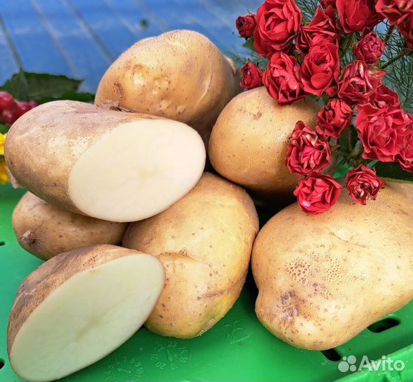 Картофель Барс (белый лапоть) семенной, 1 кг
