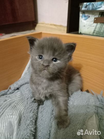 Котята мейн-кун