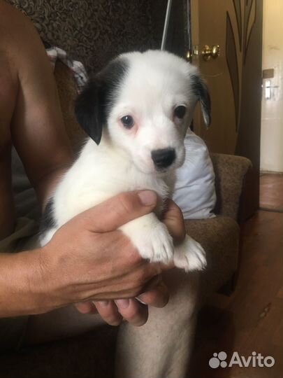 Собака в добрые руки папильон