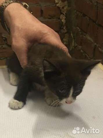 Котёнок 2 мес. Девочка. Ищет дом