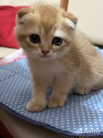 Британские котята