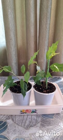 Фикус Бенджамина