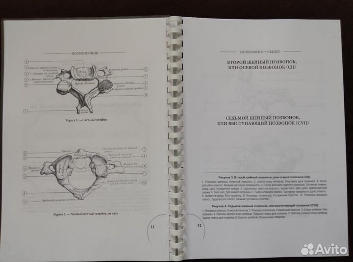 Книги по Анатомии