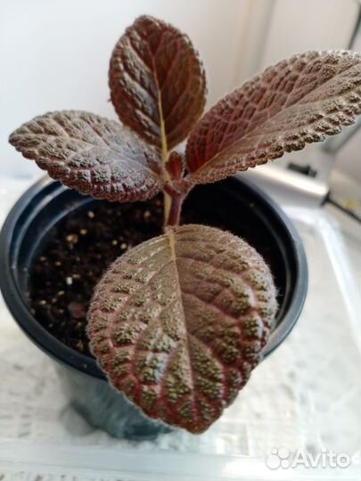 Эписция шоколадный крем