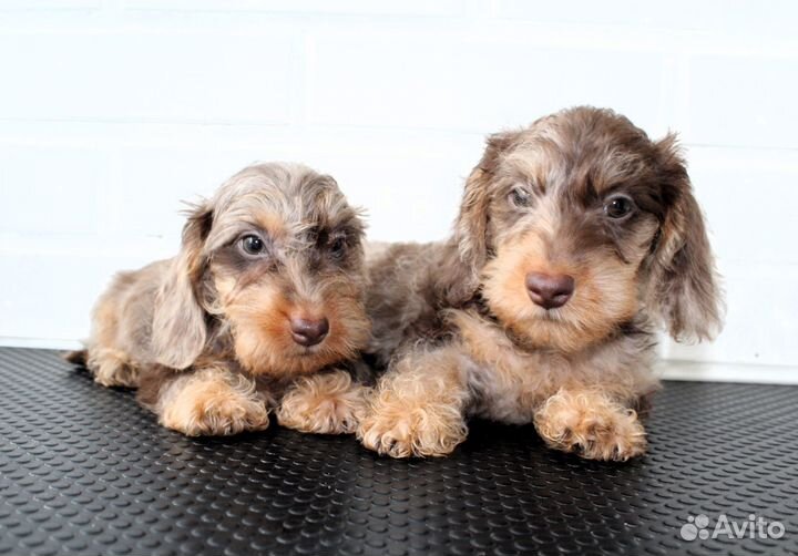 Такса жесткошерстная кроличья махонькая