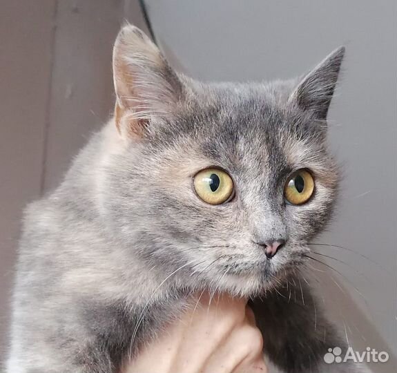 Кошка в добрые руки