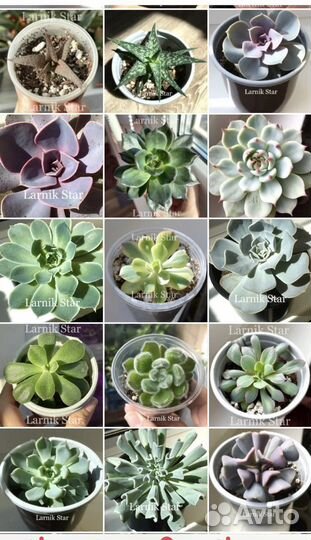 Суккуленты разные