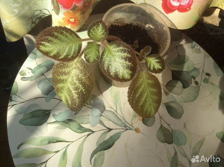 Эписиция и др домашние цветы