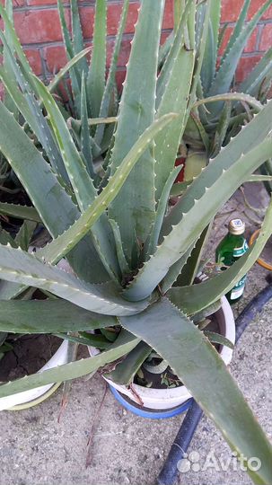 Алоэ вера растение