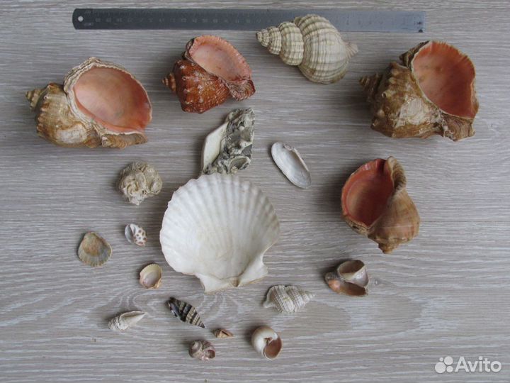 Ракушки морские